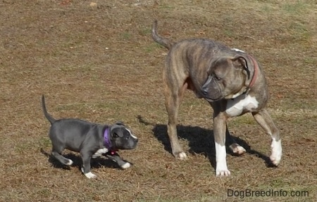 A blue nose Pit Bull Terrier is standing in grass and running after him is a American Bully Pit puppy.