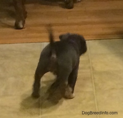 The backside of a blue nose American Bully Pit puppy that is running across a tiled floor towards a hardwood floor.