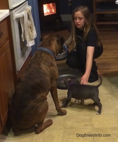 The backside of a brown with black and white Boxer and a blue nose American Bully Pit are waiting in front of a food dish. There is a person in front of them touching the puppies side and holding a food bowl. In the distance is a roaring wood burning stove.