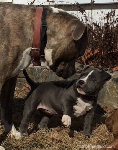 A blue nose Pit Bull Terrier is sticking his nose in the face of a blue nose American Bully Pit puppy. The puppy has one of her paws off of the ground and her tail up in the air.