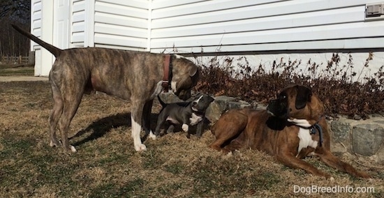 A brown with black and white Boxer is laying across a stone wall and looking behind himself at a blue nose Pit Bull Terrier sticking his nose in the face of a blue nose American Bully Pit puppy. The puppy has her tail up in the air.