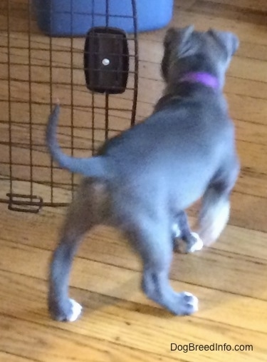 The backside of a blue nose American Bully Pit puppy is walking across a hardwood floor and to the left of her is an open door to a dog crate.