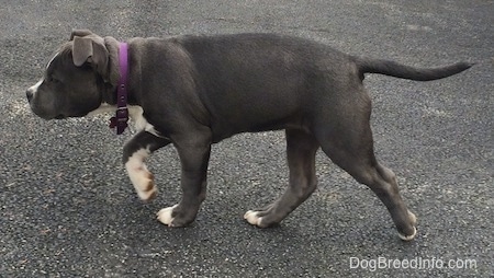 Left Profile - A blue nose American Bully Pit puppy is walking across a blacktop surface. Her head and tail are level with her body.