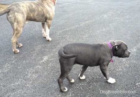 The backside of A blue nose Pit Bull Terrier and a blue nose American Bully Pit puppy that are walking across a blacktop surface. The puppies tail is wagging and level with her body.