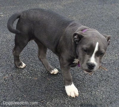 A blue nose American Bully Pit puppy is walking across a blacktop surface. She has a stick in her mouth.