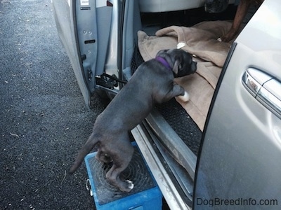 A blue nose American Bully Pit puppy is climbing into the back of a van using a blue step stool.