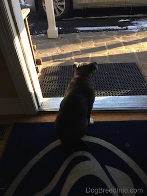 A blue nose American Bully Pit puppy is sitting on a Penn State University door mat looking out of an open door.