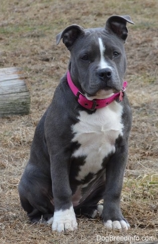 american blue bully