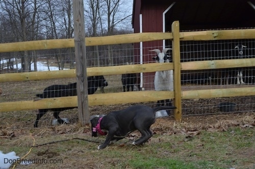 A blue nose American Bully Pit puppy is running along a wooden and wire fence.