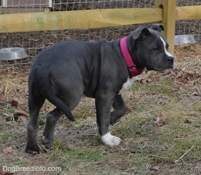 A blue nose American Bully Pit puppy is wearing a hot pink collar walking across grass with her front paw in the air.