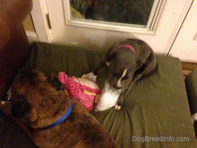 An American Bully Pit puppy is pulling the stuffing out of a toy. Next to her laying on a green pillow is a brown with black and white Boxer.