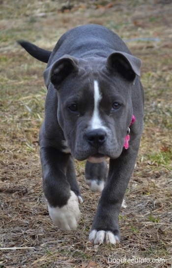 Close up - A blue nose American Bully Pit is walking down a field. Her head is level with her body.
