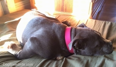 A blue nose American Bully Pit puppy is sleeping on a green orthopedic dog bed pillow.