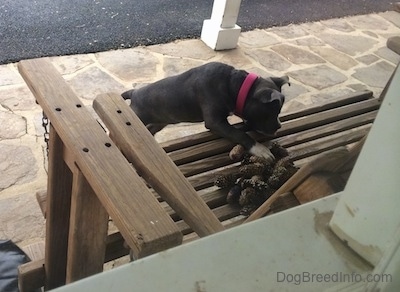A blue nose American Bully Pit puppy is climbing on to a wooden porch swing bench to take one of the pine cones that are on top of the bench.