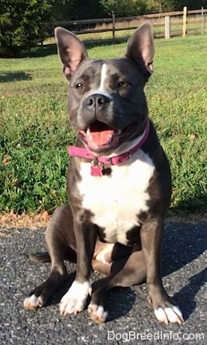 A happy looking, blue nose American Bully Pit is sitting on a blacktop surface looking forward with her mouth open and years perked up tall.