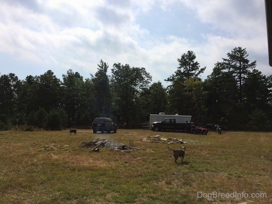 Two dogs are standing around on a camp ground. There is smoke coming up from a fire pit. There are cars, four wheelers and a trailer in the background.