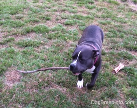 A blue nose American Bully Pit is walking up grass with a large stick in her mouth and there is a dog bone to the right of her.