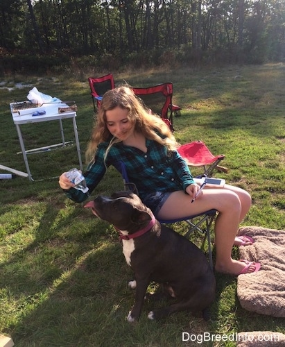 A girl sitting in a lawn chair is squirting a water bottle of water into the mouth of a blue nose American Bully Pit that is sitting in grass.