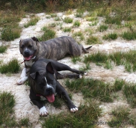 A blue nose Pit Bull Terrier is laying behind a laying American Bully Pit in sand with their mouths open and tongues out.