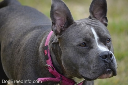 Close up front side view - A blue nose American Bully Pit is standing in grass looking alert with her ears perked up in the air and her forehead wrinkled.