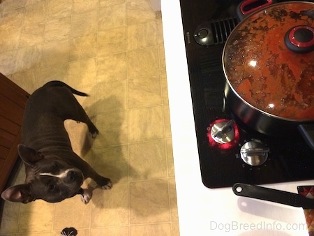 A blue nose American Bully Pit is standing on a tiled floor and looking at a pot of tomato sause on a stove.
