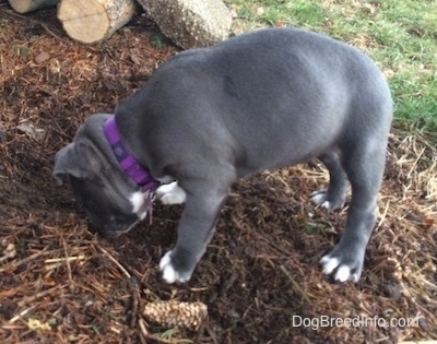 A blue nose American Bully Pit puppy is nosing through dirt. There is a log behind her.