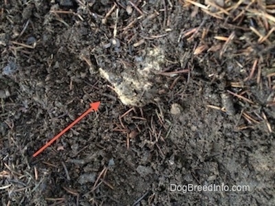 Close up - There is a red arrow pointing to buried Cat poop.