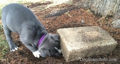 A blue nose American Bully Pit puppy is nosing under a concrete stone.
