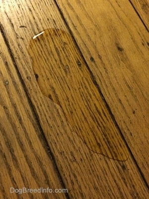 Close up - Urine on a hardwood floor.