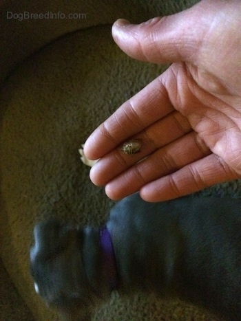 A person is holding a stink bug in their hand. There is a blue nose American Bully Pit puppy laying on a dog bed.