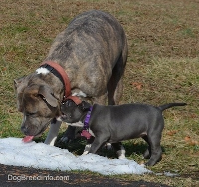 A blue nose Pit Bull Terrier is licking a piece of snow and a blue nose American Bully Pit puppy is biting the side of Spencer's face.