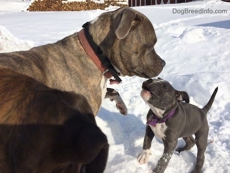 A blue nose Pit Bull Terrier is standing in snow and a American Bully Pit puppy is about to jump up at the dog. She has a look on her face like she is barking at him.