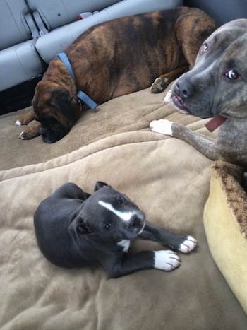 A blue nose American Bully Pit puppy is laying on a dog bed and she is looking up. A brown with black and white Boxer is sleeping on a dog bed. A blue nose Pit Bull Terrier is laying on a dog bed and looking back. They are all in the backseat area of a mini van.