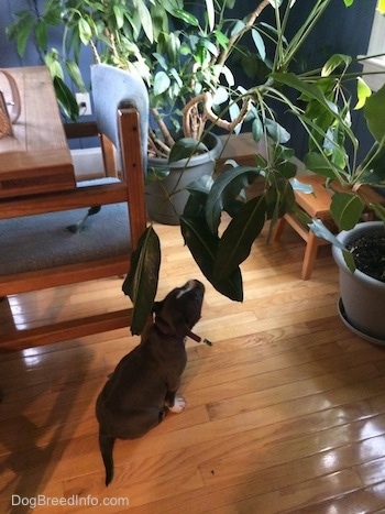 A blue nose American Bully Pit puppy is sniffing the leaf of a large green plant next to a dining room table.
