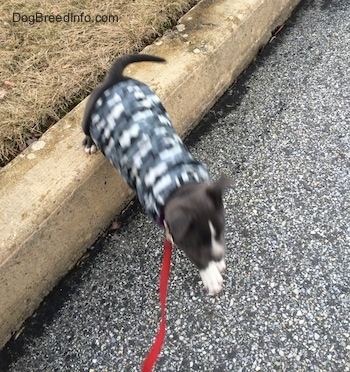 A blue nose American Bully Pit puppy is jumping off of a curb into a street. She is wearing a grey camo vest.