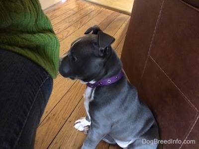 Close up - A blue nose American Bully Pit puppy is sitting against a couch and there is a person in a green sweater squatting in front of her.