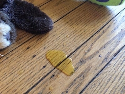 A puddle of urine that is on a hardwood floor next to dog toys.