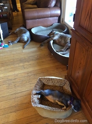 Three dogs sleeping, two on dog beds and one on the floor