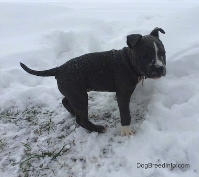 A blue nose American Bully Pit puppy is standing in a patch of grass that is surrounded by deep snow. She is looking to the right and it is actively snowing.