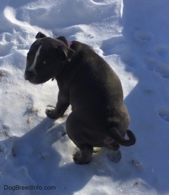 View from the top looking down at the dog - The backside of a blue nose American Bully Pit puppy is peeing in snow and she is looking back.