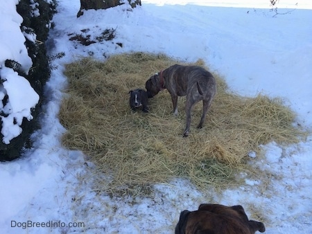 A tiny blue nose American Bully Pit puppy is sitting on straw with an adult blue nose Pit Bull Terrier dog next to her sniffing her head. The straw is sitting on top of snow.