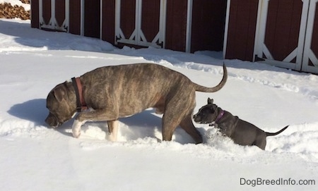 A blue nose Pit Bull Terrier is walking across a snowy field and behind him is a blue nose American Bully Pit puppy jumping trying to keep up in the deep snow.