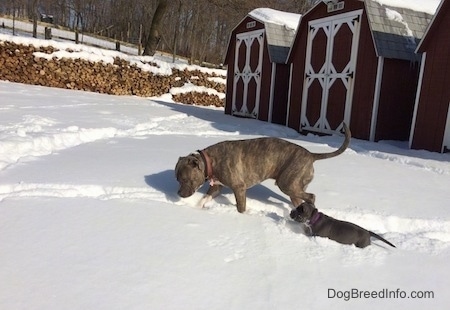 A blue nose Pit Bull Terrier is walking throw a already walked path. There is a blue nose American Bully Pit puppy walking next to him.