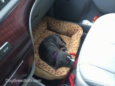 A blue nose American Bully Pit puppy is laying on dog bed in front of a passenger seat of a vehicle.