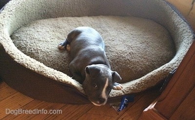 A small blue nose  Bully Pit puppy is laying down in a large tan dog bed.