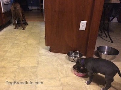 The backside of a blue nose American Bully Pit puppy and a brown with black and white boxer eating food out of their bowls in a kitchen.
