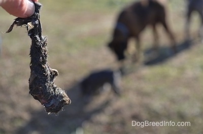 Close up - A frozen mouth being held by a persons hand. two dogs and a puppy are nosing around in the background.