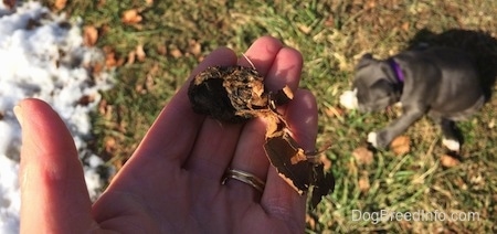A person is holding a dead mouse in their hand. In the background, there is a blue nose American Bully Pit puppy sitting in grass and she is looking to the left. There is a small amount of snow to the left.