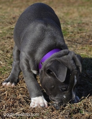 Close up - A blue nose American Bully Pit puppy is digging in grass with her mouth.