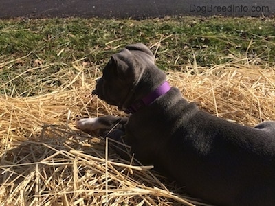 The back of a blue nose American Bully Pit puppy is laying on a hay pile and she is looking to the left.